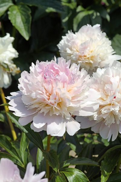 Hovedbilde Paeonia Alertie 