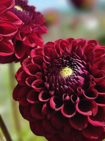 Hovedbilde Dahlia Gipsy Night Nyhet 2026