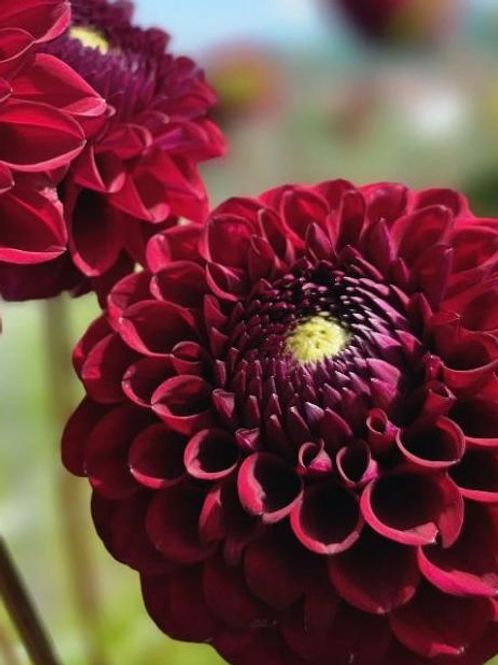 Hovedbilde Dahlia Gipsy Night