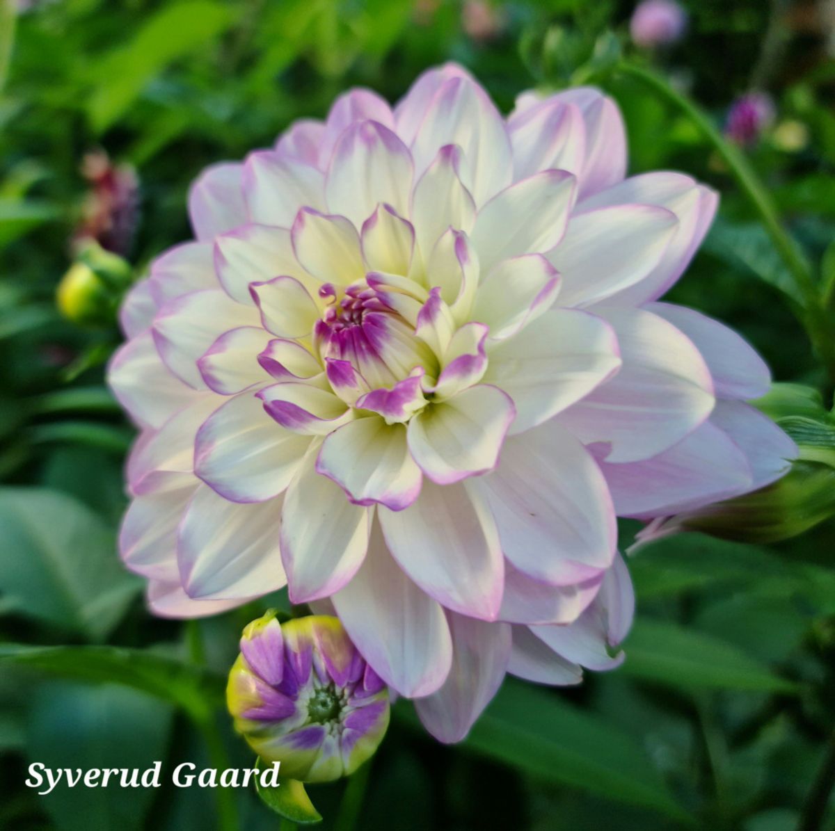 Dahlia Blue Wish Nyhet 2026