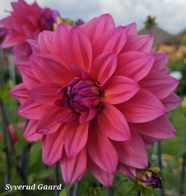 Hovedbilde Dahlia Feline Yvonne 