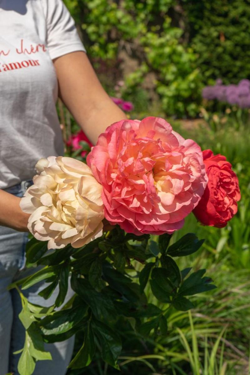 Paeonia Coral Sunset 