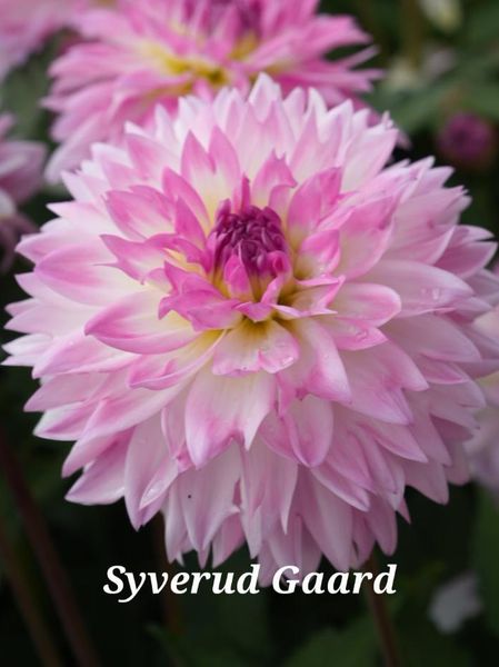 Hovedbilde Dahlia Kordessa Nyhet 2026