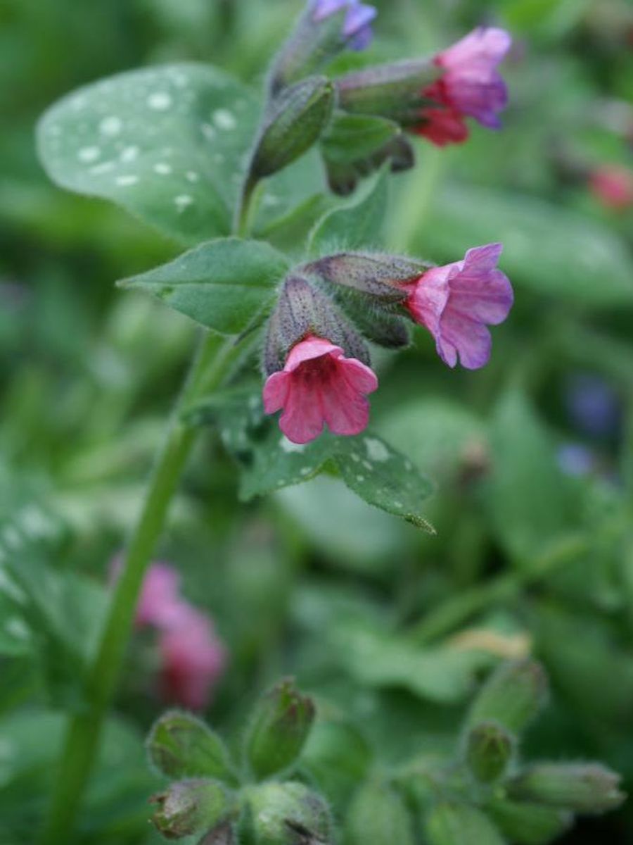 Pulmonaria Mrs Moon 1stykk Nyhet 