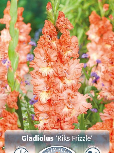 Hovedbilde Gladiolus Riks Frizzle 10 stykk 
