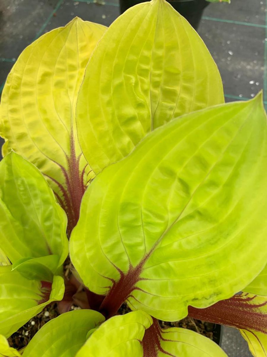 Hosta Lemon Snap 