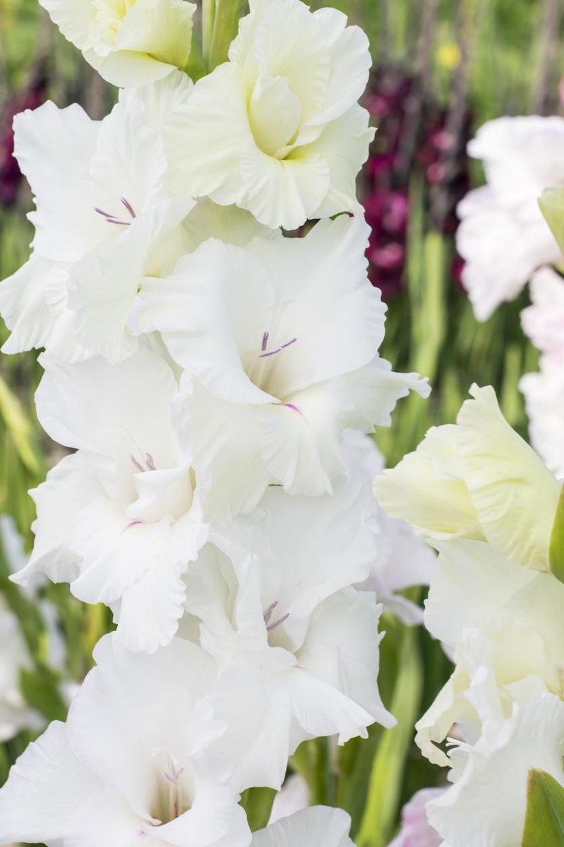 Gladiolus White Prosperity 8 stykk Nyhet