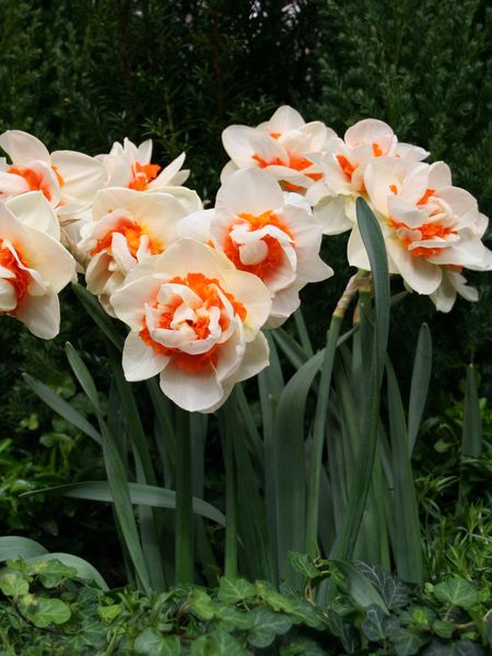 Hovedbilde Narcissus Double Romantic Paradise 5stk Nyhet ...