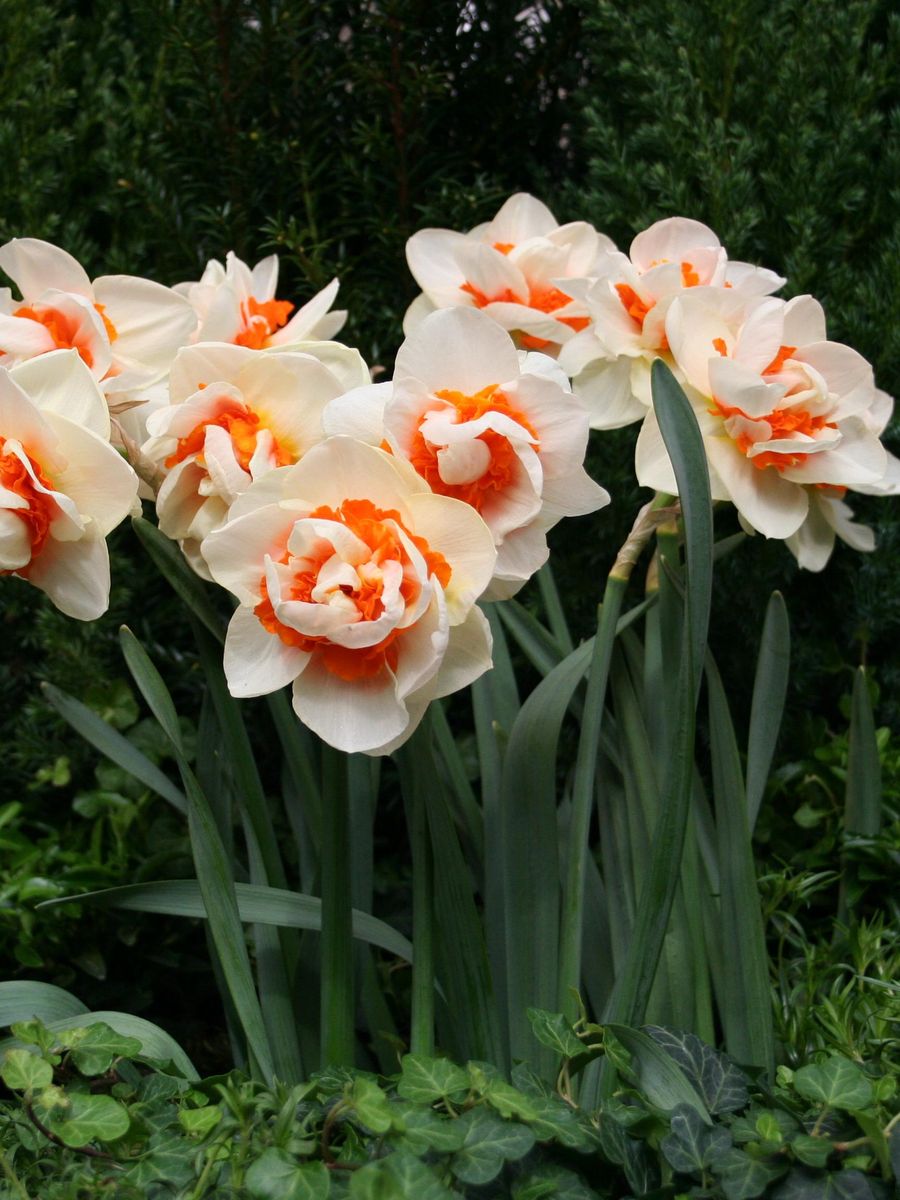 Narcissus Double Romantic Paradise 5stk Nyhet 2026