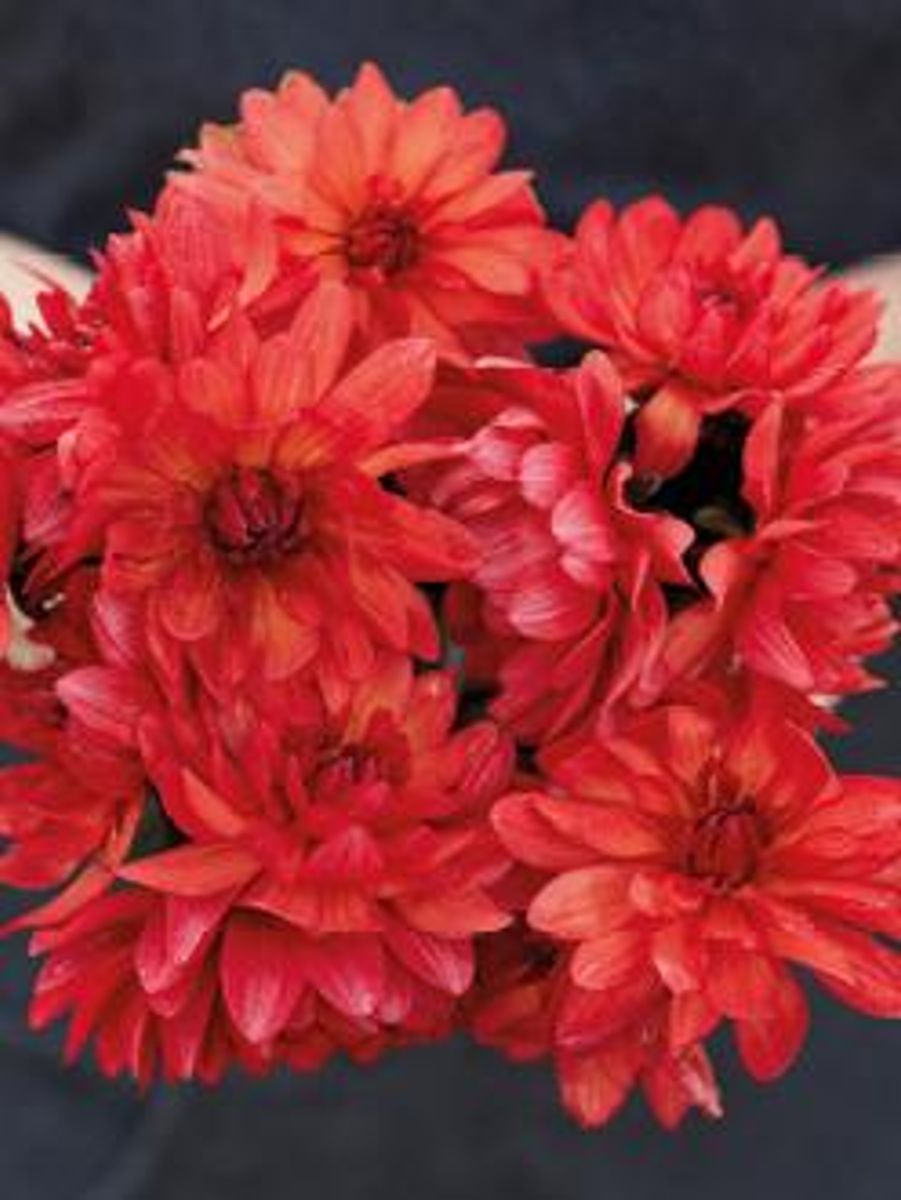  Dahlia big pakk Parc Florale De Paris 3 stykk