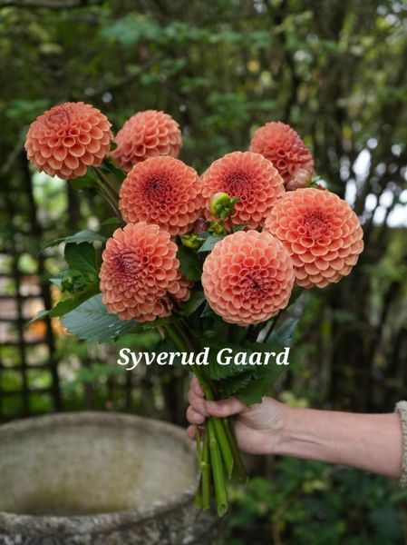 Hovedbilde Dahlia Cornel Bronze 