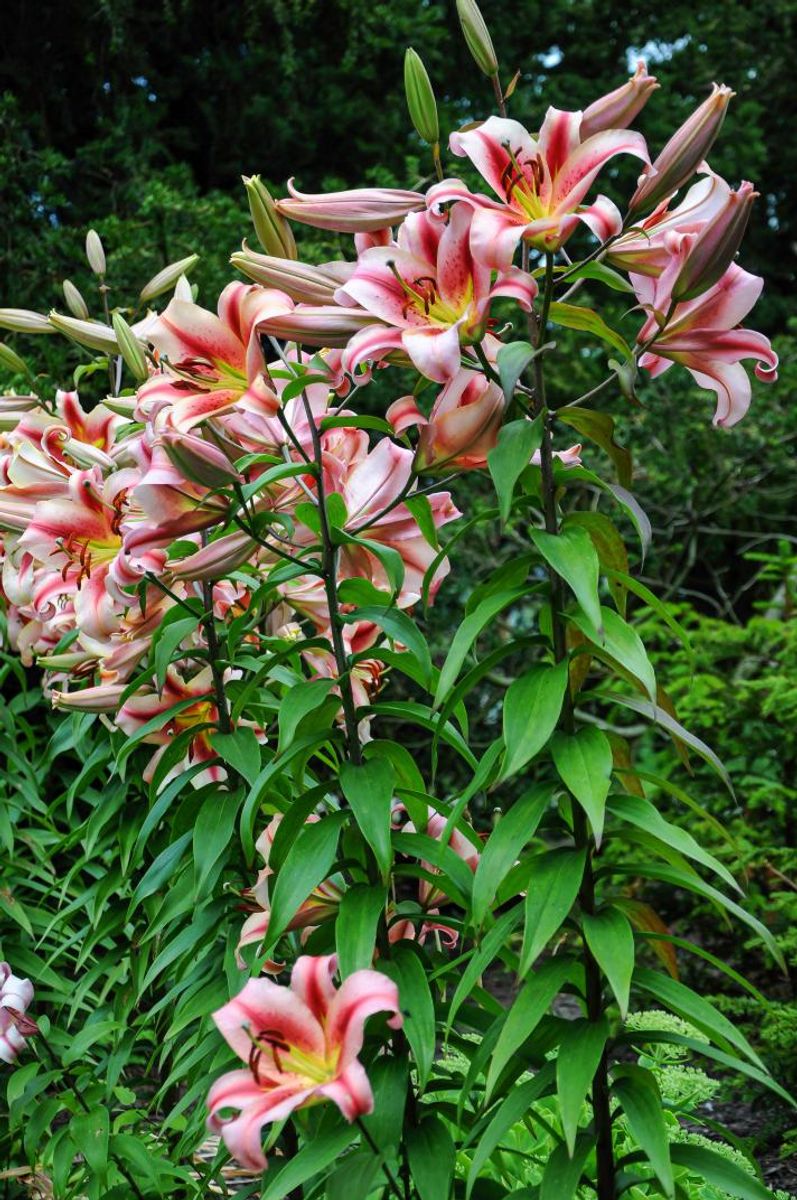Lilium Olympic Torch  2 stykk Nyhet