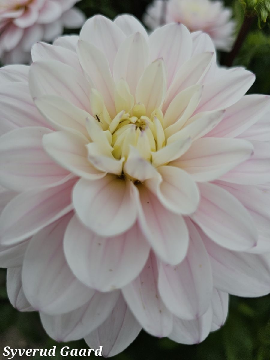 Dahlia Silver Years 