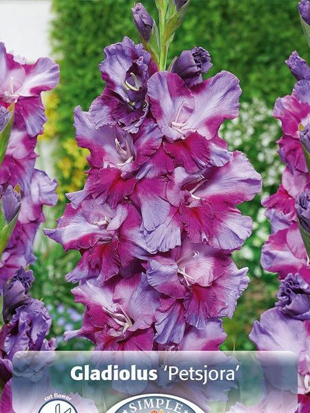 Hovedbilde Gladiolus Petsjora 10 stykk Nyhet