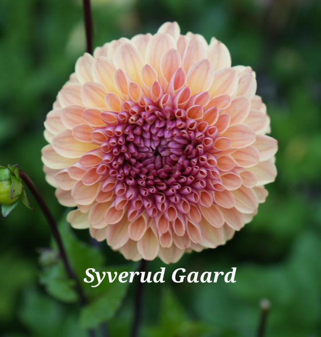 Hovedbilde Dahlia Dalmuti Cavalier Nyhet 2027