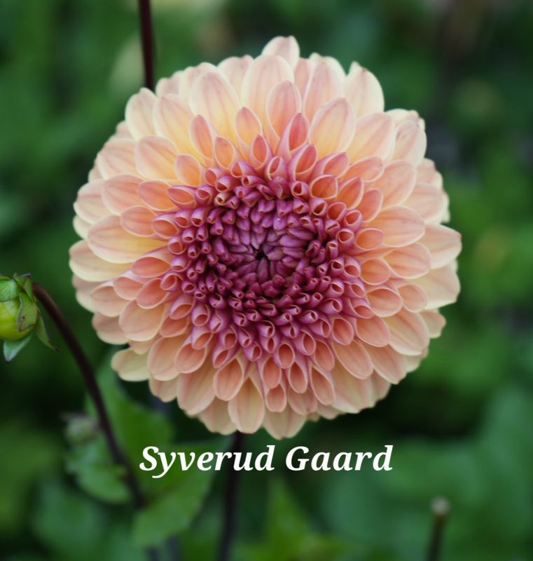 Dahlia Dalmuti Cavalier Nyhet 2027