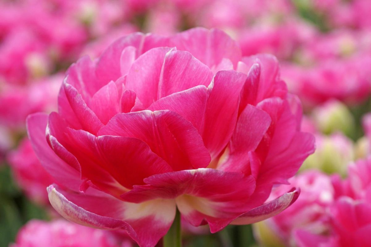 Tulipan Pinksize 5 stykk
