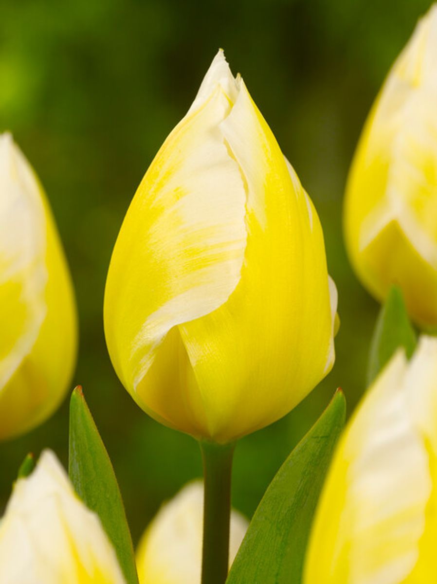 Tulipan Sweetheart 7stk Nyhet