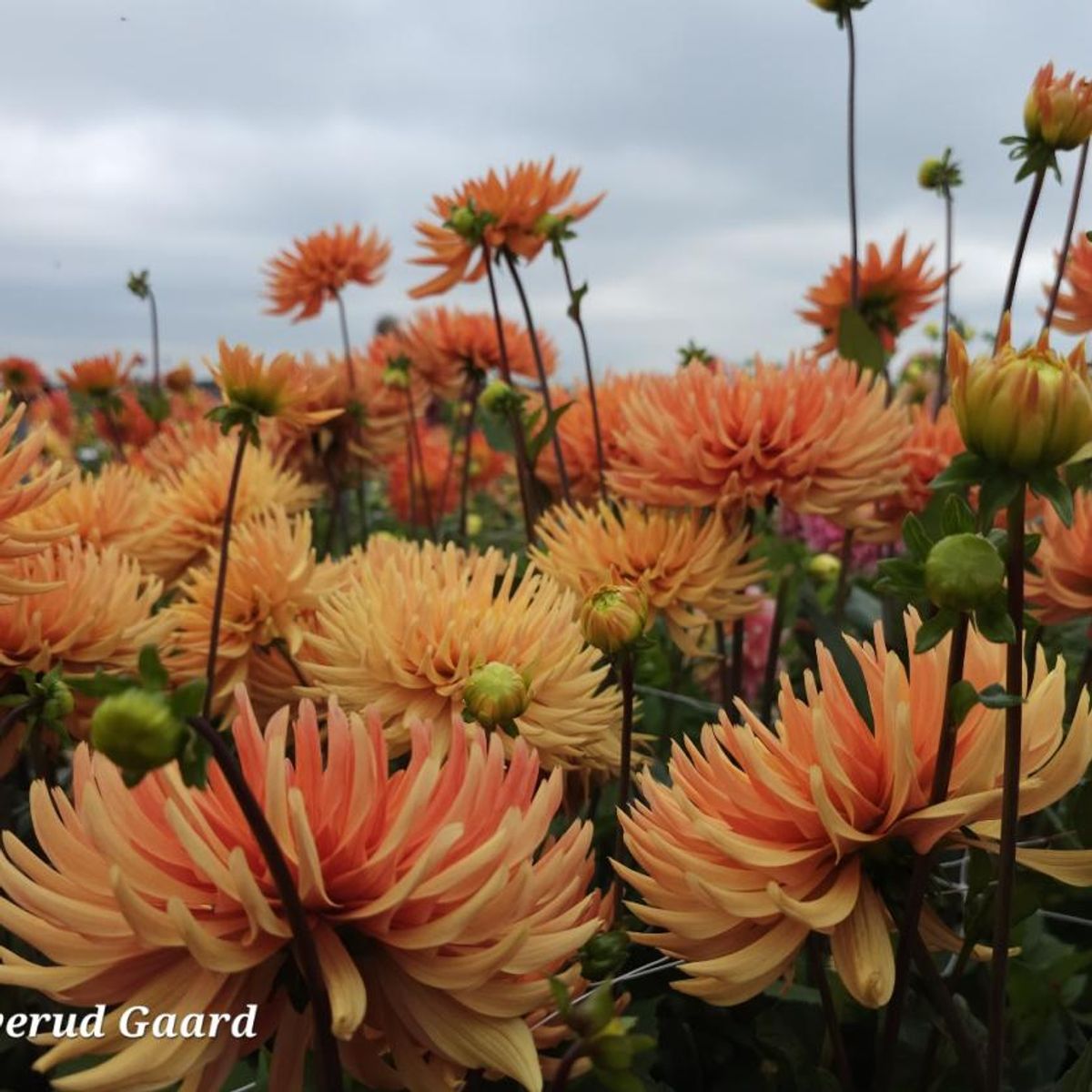 Dahlia Ludwig Helfert 