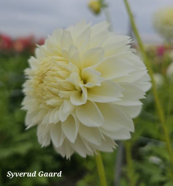 Hovedbilde Dahlia Myama Fubuki