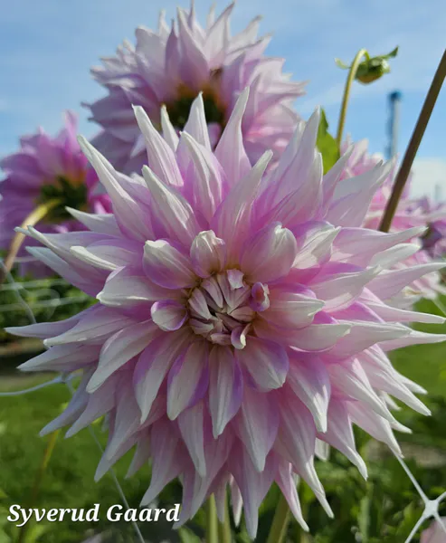 Hovedbilde Dahlia Almand's Joy 