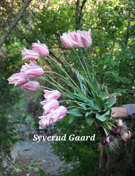 Hovedbilde Tulipan Sanne 8 stykk