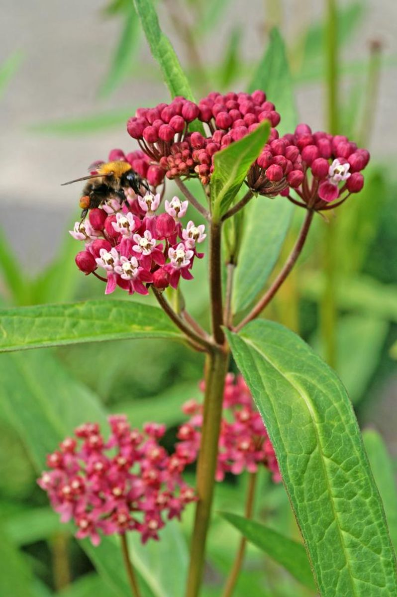 Asclepias Soulmate(silkeurt) 