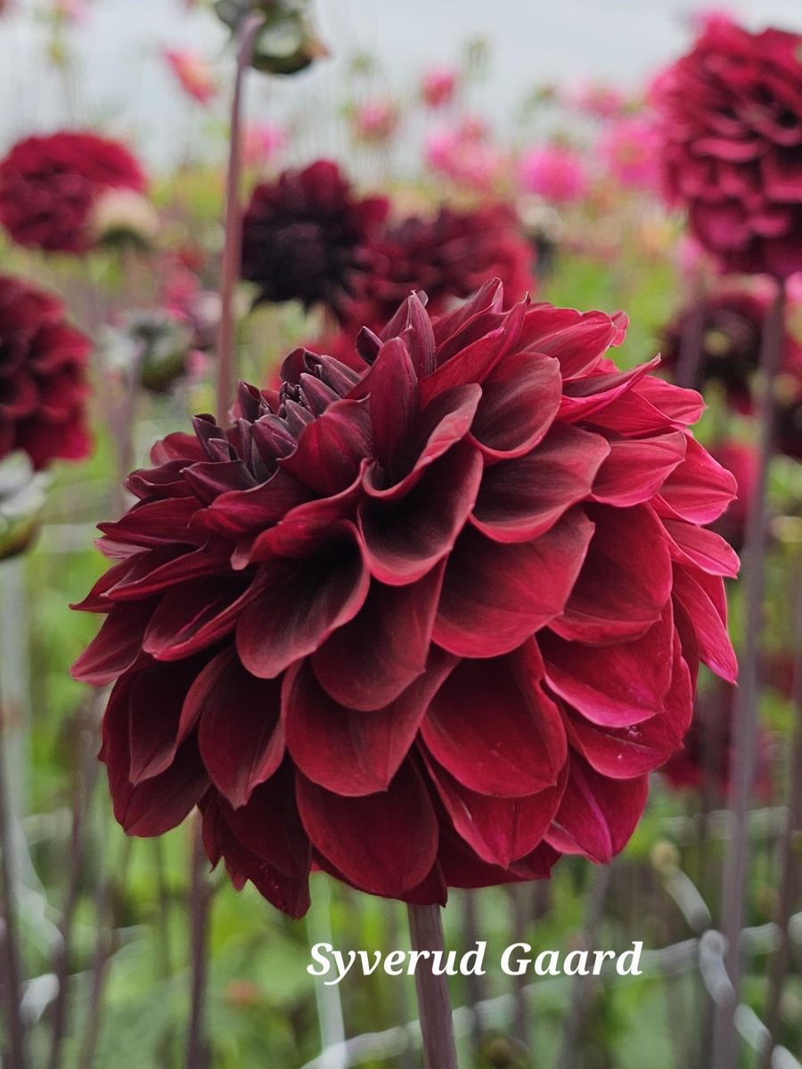 Dahlia Seniors Darkness Nyhet 2026