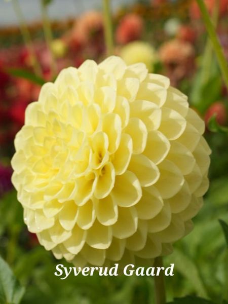 Hovedbilde Dahlia Jowey Martina Nyhet 2026