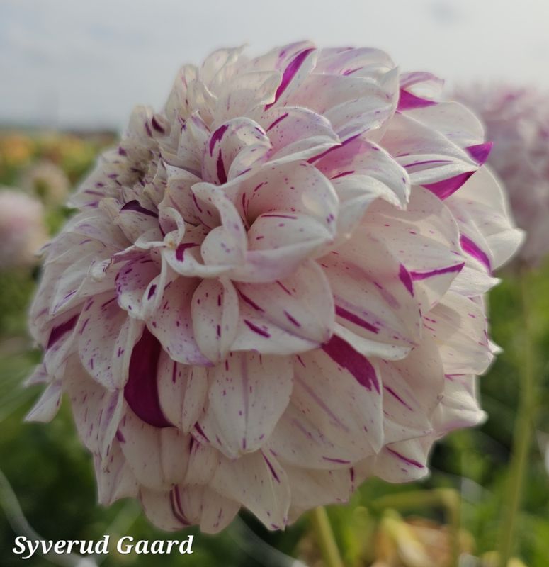 Dahlia Danceline