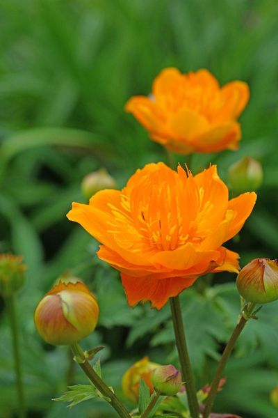 Hovedbilde Trollius Golden Queen 1 stykk Nyhet