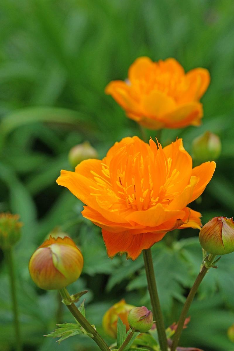 Trollius Golden Queen 1 stykk Nyhet