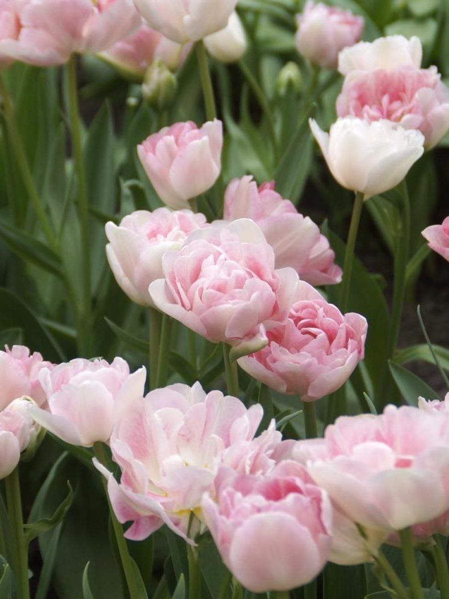 Tulipan Angelique 5 stykk 