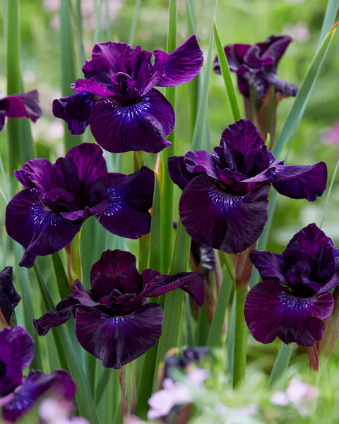 Hovedbilde Iris Sibirica Purpleicious 