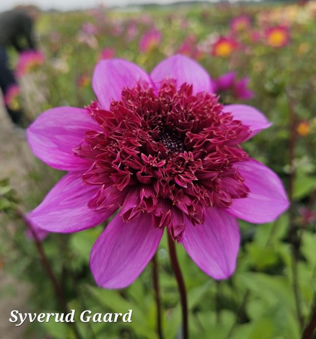 Hovedbilde Dahlia Blue Bayou 