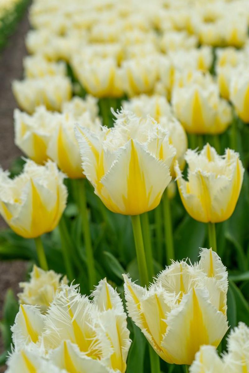 Tulipan Lemon Beauty 5 stk Nyhet
